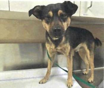 Rescue Doberman Pinscher and Mixed Breed Dogs for Adoption in Pahrump, Nevada - Mikey (Muffin) (A114096) | PetCurious