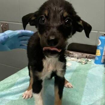 Angel -  Rat Terrier and Mixed Breed Dog for Adoption in Kansas City, Missouri - Angel | PetCurious
