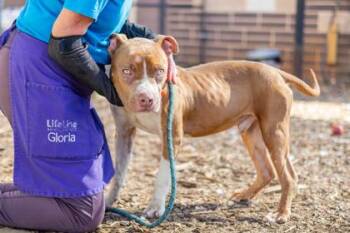 Big Guy -  Mixed Breed Dog for Adoption in Chamblee, Georgia - Big Guy | PetCurious