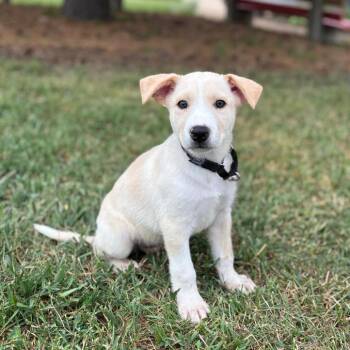 Yogi--In Foster -  Shepherd and Mixed Breed Dog for Adoption in Fargo, North Dakota - Yogi--In Foster | PetCurious