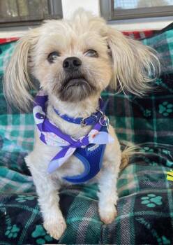 Rescue Shih Tzu Dogs for Adoption in Memphis, Tennessee - Skittles | PetCurious