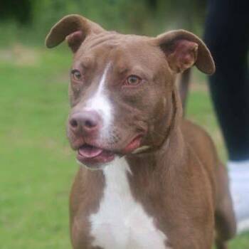 Choco Taco -  Mixed Breed Dog for Adoption in Atlanta, Georgia - Choco Taco | PetCurious