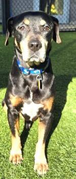 Mixed Breed Dogs Available for Adoption in Dallas, Texas - Theo | PetCurious