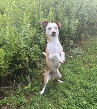 Aries -  Border Collie and Jack Russell Terrier Dog for Adoption in Chelsea, Vermont - Aries | PetCurious