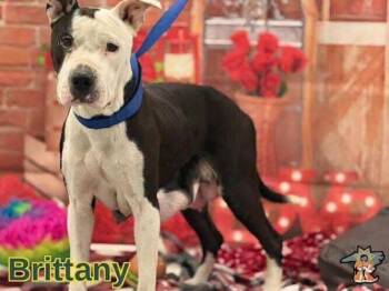 Mixed Breed Dogs Available for Adoption - Brittany | PetCurious