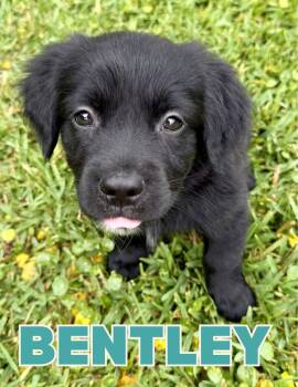 Bentley -  Dachshund Dog for Adoption in Shalimar, Florida - Bentley | PetCurious