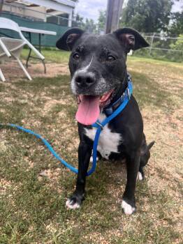 Oriee -  Mixed Breed Dog for Adoption in Alexandria, Virginia - Oriee | PetCurious