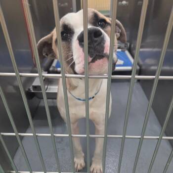 Mixed Breed Dogs Available for Adoption in Bartlett, Tennessee - Jackson (Formerly Maxwell) | PetCurious