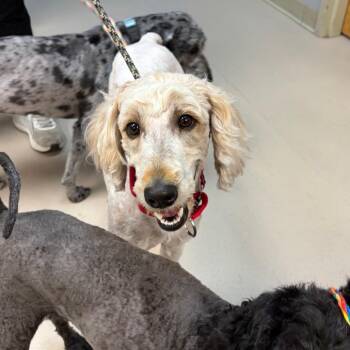 Mixed Breed Dogs Available for Adoption - Lindy | PetCurious