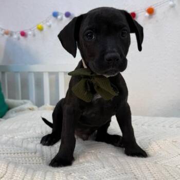 American Staffordshire Terrier and Labrador Retriever Dogs Available for Adoption in Friendswood, Texas - Triumph Tulip | PetCurious
