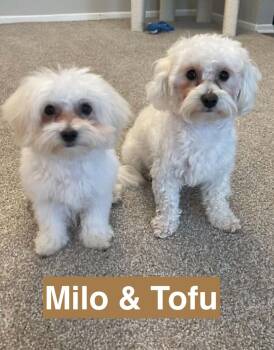 Milo and Tofu -  Maltese Dog for Adoption in Charlotte, North Carolina - Milo And Tofu | PetCurious