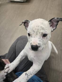 Australian Cattle Dog Blue Heeler and American Staffordshire Terrier Dogs Available for Adoption in Boston, Kentucky - Magnolia | PetCurious