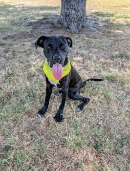 Maizey -  Black Labrador Retriever Dog for Adoption in Cleburne, Texas - Maizey | PetCurious