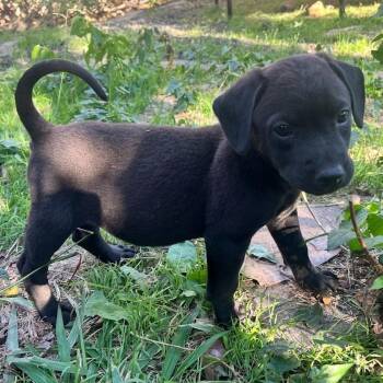 Rescue Labrador Retriever and Dachshund Dogs for Adoption in Plano, Texas - Rudolph - Lab Pup Runt | PetCurious