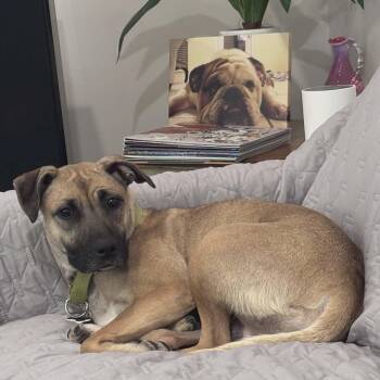 Black Mouth Cur Dogs Available for Adoption in Largo, Florida - SYBLE - Needs A Foster Or Adopter | PetCurious