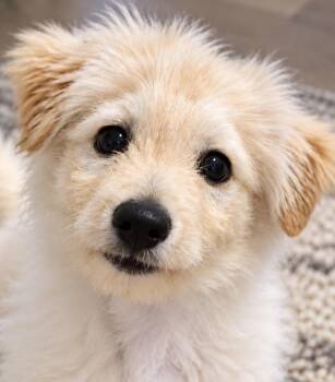 Fable -  Poodle and Goldendoodle Dog for Adoption in Cerritos, California - Fable | PetCurious