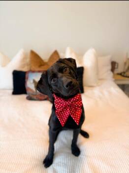 Labrador Retriever Dogs Available for Adoption - Poppy | PetCurious