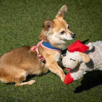 Ginger -  Corgi and Chihuahua Dog for Adoption in Pacifica, California - Ginger | PetCurious
