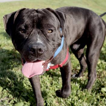 Dale P4P -  Mixed Breed Dog Available for Adoption in Saint Joseph, Missouri - Dale P4P | PetCurious