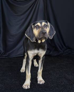 Daisy -  Hound Dog for Adoption in Ocean Springs, Mississippi - Daisy | PetCurious