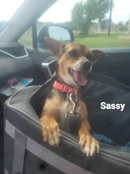 Sassy CS -  Rat Terrier Dog for Adoption in Columbia, Maryland - Sassy CS | PetCurious