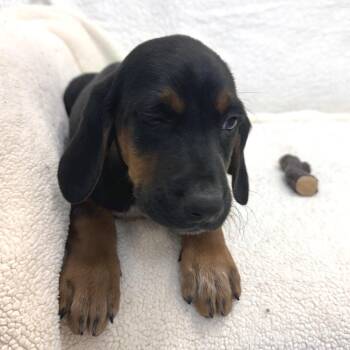 Cronut -  Mixed Breed Dog for Adoption in Park City, Utah - Cronut | PetCurious