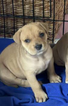 Heinz Ketchup -  Bulldog Dog for Adoption in Grafton, Ohio - Heinz Ketchup | PetCurious