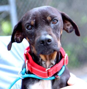 Baklava (AO37318) -  Terrier Dog for Adoption in Kansas City, Kansas - Baklava (AO37318) | PetCurious