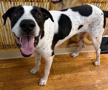 Joseph -  Mixed Breed Dog for Adoption in Ocala, Florida - Joseph | PetCurious