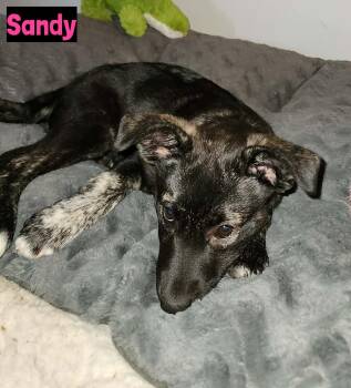 Sandy -  Shepherd Dog for Adoption in Grand Rapids, Michigan - Sandy | PetCurious