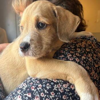 Bear -  Mixed Breed Dog for Adoption in Morristown, Vermont - Bear | PetCurious