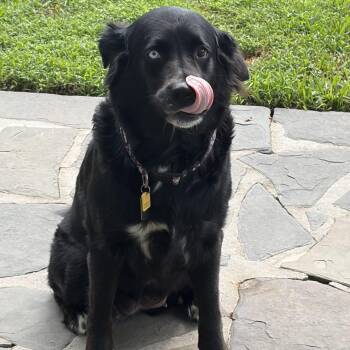 Moonie -  Australian Shepherd and Black Labrador Retriever Dog for Adoption in New Orleans, Louisiana - Moonie | PetCurious