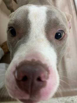 Nala -  Pit Bull Terrier Dog for Adoption in Nacogdoches, Texas - Nala | PetCurious