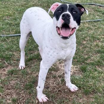 Pit Bull Terrier and Mixed Breed Dogs Available for Adoption in Bristol, Indiana - Billie Jean | PetCurious