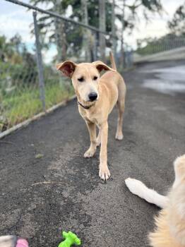 Rescue Labrador Retriever Dogs for Adoption in Naranjito, Naranjito - Sunny Alexander | PetCurious