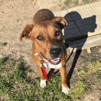 Intel -  Mixed Breed Dog for Adoption in Lansing, Michigan - Intel | PetCurious