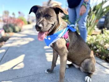 Plott Hound and Mixed Breed Dogs Available for Adoption - FLOWER | PetCurious