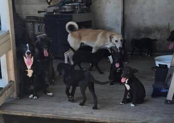 Cleo -  Labrador Retriever Dog for Adoption in Silsbee, Texas - Cleo | PetCurious