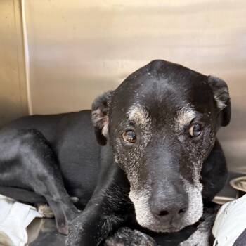 Ben -  Mixed Breed Dog for Adoption in Winston-salem, North Carolina - Ben | PetCurious