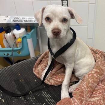 IVHS-Stray-140642 -  Chihuahua and Mixed Breed Dog for Adoption in San Gabriel, California - IVHS-Stray-140642 | PetCurious