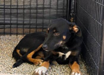 Leela -  German Shepherd Dog and Mixed Breed Dog for Adoption in Neosho, Missouri - Leela | PetCurious