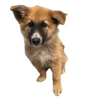 Whiskey -  German Shepherd Dog Dog for Adoption in Red Bluff, California - Whiskey | PetCurious