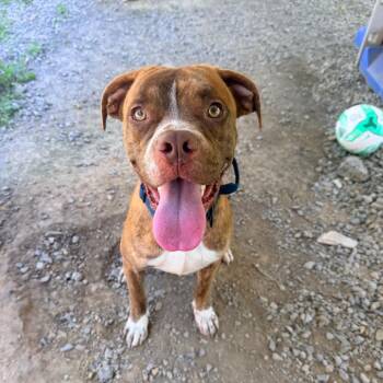 Jim -  Boxer and Pit Bull Terrier Dog Available for Adoption in Fairmont, West Virginia - Jim | PetCurious
