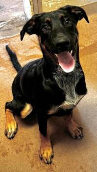 Julius -  Mixed Breed Dog for Adoption in Kalispell, Montana - Julius | PetCurious