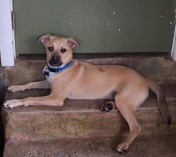 Finn - full of love -  Black Mouth Cur and Labrador Retriever Dog for Adoption in Houston, Texas - Finn - Full Of Love | PetCurious