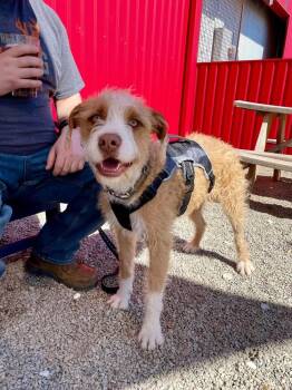 Rescue Terrier Dogs for Adoption in Shawnee, Oklahoma - Ranger | PetCurious