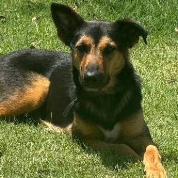 Billy Ray Waterbug -  German Shepherd Dog Dog for Adoption in Friendswood, Texas - Billy Ray Waterbug | PetCurious