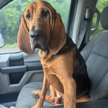 Waylon -  Bloodhound Dog Available for Adoption in Anahuac, Texas - Waylon | PetCurious
