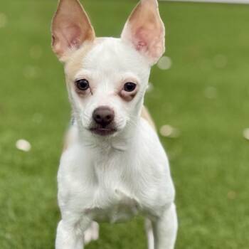 Chihuahua Dogs Available for Adoption in Hondo, Texas - Hokey Pokey - Spotted Chihuahua | PetCurious