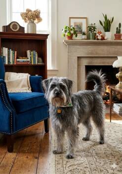 Bearded Collie Dogs Available for Adoption - **MIA** | PetCurious